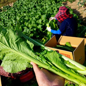 현옥이네 여수 돌산갓 당일수확 선도최고 여수갓 5kg 10kg, 1박스, 돌산갓 10kg