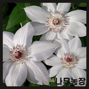 (나무농장) 클레마티스(크레마티스) 미스배트맨 P9, 1개