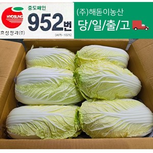 해돋이농산 알배기 배추 알배추 쌈배추 6통 12통, 6개, 500g