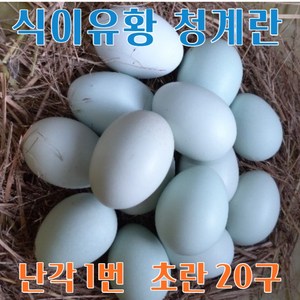 강원고성 자연방사 청란 (초란) 청계란 유정란 (난각1번), 20구, 1개