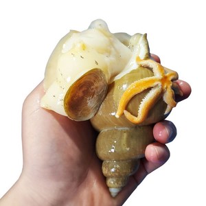 푸드랍 자연산 활 백골뱅이 백고동 1kg, [산소포장]생물 백고동 소 1kg 30-50미내외, 1개