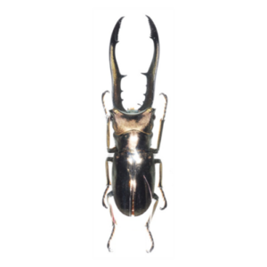 (Cyclommatus metallife finae) 메탈리퍼가위사슴벌레 -피나에 아종 [L-3-46] 곤충표본, 50~54mm, 1개