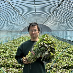 고구마모종 해남 꿀 고구마모종 고구마순 배송지정일도착 해가온 1.2kg 5kg 10kg 20kg, 1개