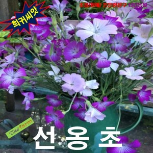 (꽃씨) 선옹초(아그로스템마) 핑크 15립 식용금물., 1개