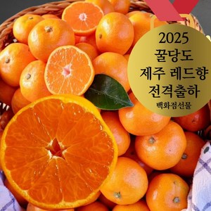 [프리미엄 올해의 레드향] 꿀당도 제주산지직송 레드향 선물용 가정용 3kg 5kg 백화점선물, 1개, 가정용벌크 대과 5키로