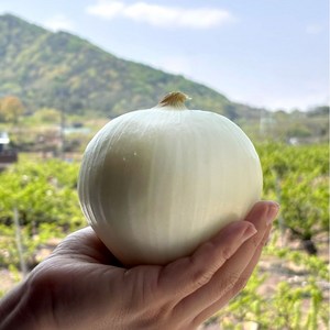 수입양파 15kg 중국산 자이언트 특대, 1박스