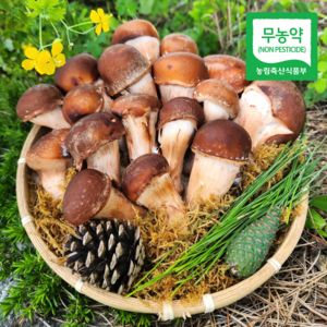 [산지직송] 담양 무농약 참송이버섯 실속형 가정용 고급형 선물세트, 1개, 실속형 500g