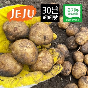 제주 유기농 특감자 3kg, 1개, 단품