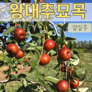 왕대추나무 사과대추나무 3년생 결실주, 1개