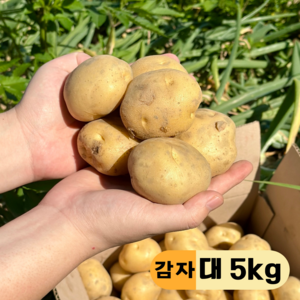 만근농장 25년 국내산 포슬포슬 햇감자, 1개, 5kg(대)