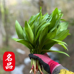 [명인이키운] 당일수확 산지직배송 향긋한봄선물 명이나물 산마늘, 1세트, 1kg