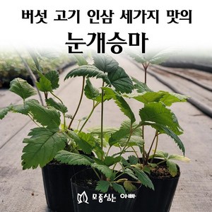 [모종심는아빠] 버섯 고기 인삼 세가지맛의 삼나물 눈개승마 모종, 1개