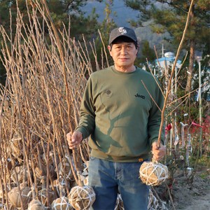 감나무 묘목 3년생 4년생 5년생 감나무 (결실주) 유실수 과일나무키우기, 감나무 3년생, 1개, 차량단감나무