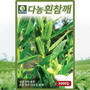 다농 흰참깨 씨앗 3000립 다수성 흰색 참깨씨 종자, 1개