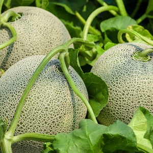 황금열매 국산 전라남도 프리미엄 고당도 꿀 머스크 메론 멜론, 멜론4개입 6~8kg(판매자추천), 1개