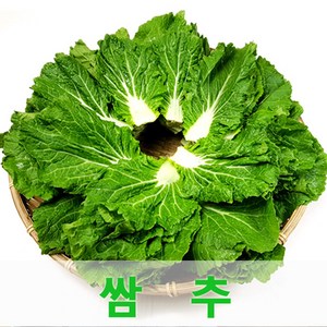 싱싱한 쌈추2kg 쌈채소 웰빙 채소 싱싱지오, 2kg, 1개