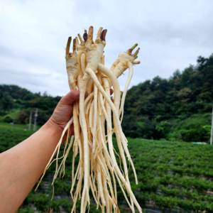 도라지 약도라지 깐도라지 흙 세척 햇 생도라지 24년 11월 수확 국산 3년근 1kg, 세척약도라지(소/파지) 1kg, 1개