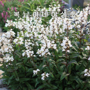 자엽 펜스테몬 [4포트 복남이네야생화 모종 penstemon], 4개