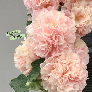 겹접시꽃 [4포트] 샤모아로즈 (복남이네 야생화 모종 hollyhock 체터스 더블), 1개