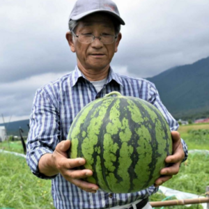 [고니네농수산] 추워도 맛있는 겨울수박, 1개, 4kg