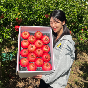 산지 직송 2024년 고흥 신석류 석류 석류생과 햇석류 생석류 석류농장, 1개, 10kg(특과 / 20~22과)