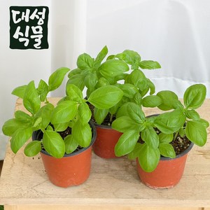 스위트 바질 허브식물 소형 다년생 허브모종 식용 베란다텃밭 대성식물, 3개