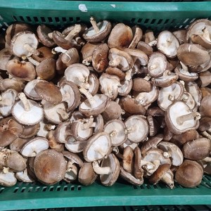 클릭마켓 국내산 생표고 버섯 못난이 파지, 1개, 2kg
