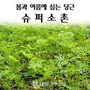 [모종심는아빠] 추대가 안정적인 봄과 여름에 심는 당근 슈퍼소촌 모종, 모종72개(트레이한판), 1개