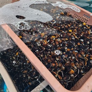 [1급수] 국내 자연산 생재첩, 1개, 500g