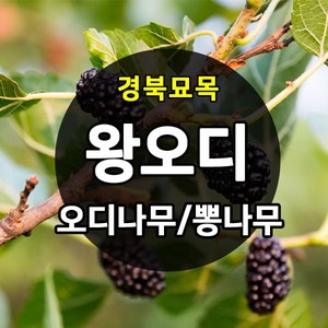 [경북농원] 왕오디/설탕왕오디 나무묘목 신품종판매, (신품종)설탕왕오디나무묘목   상묘, 1개