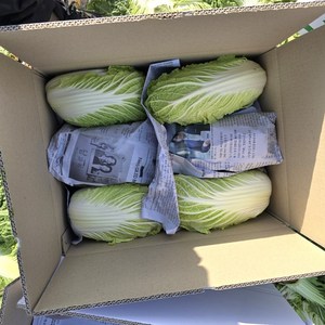 동배기네 해남 알배기 쌈배추 개당(700g~1000g)내외, 1박스, 5kg