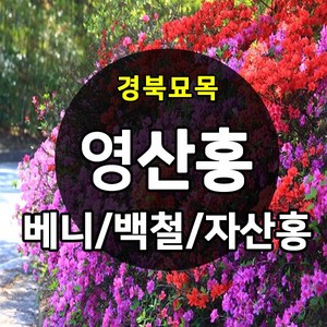 [경북농원] 철쭉 영산홍 연산홍 조경수 (베니/백철/자산홍) 석암철쭉 5주묶음 판매중, 영산홍_백철 5주묶음, 1개