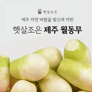 제주 햇 세척 월동무 무우, 1개, 1.월동무5kg