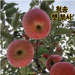 청송 사과 고당도 햇 부사 [산지직송] 가정용 선물용 2kg 3kg 5kg 10kg, 1박스, 혼합 10kg (중소과) 35~45과