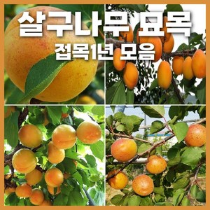 살구나무 접목1년생 묘목 모음 택1 초하 하코트 특묘 상묘, 초하(특묘), 1개