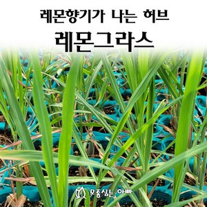 [모종심는아빠] 레몬향기가 나는 허브 레몬그라스 모종, 1개