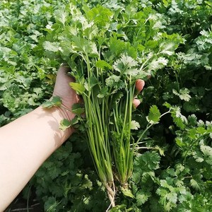 [신중국식품] 고수 중국향차이. 야채고수, 1개, 100g