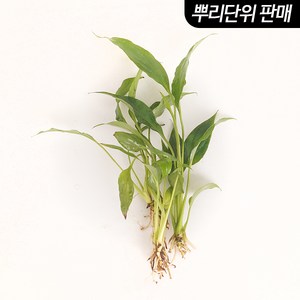 미미네아쿠아 스파트필름 3촉 - (원예수초 활착수초), 1세트