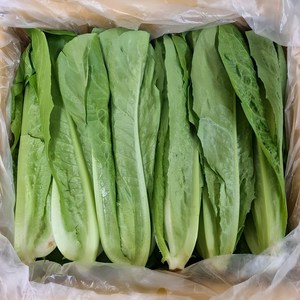 야채삼촌 로메인 통로메인 로메인상추 1.8kg ~2kg 직송, 1.8kg~2kg, 1개