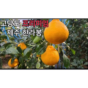 <가람> 제주 고당도 프리미엄 한라봉 달달하고 새콤한 당도선별 한라봉, 1박스, 2.5kg (10과 내외)