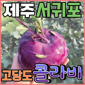 [득템몰] 제주 콜라비 유기농 고당도, 1박스, 5kg