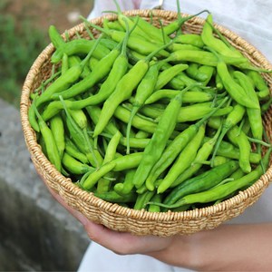 [당일출고] 농산물마루 국내산 꽈리고추 (특품) 산지직송, 1박스, 1kg