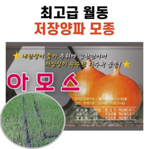 장기저장용 병에강한 양파모종 아마란 406구 (350구보장), 340개