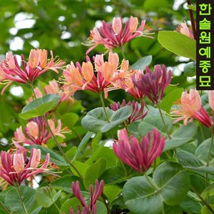 인동 덩굴식물 수입 포트묘, 06. 세로티나 P9 9cm 포트, 1개