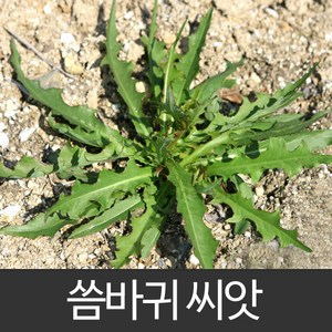 씀바귀 씨앗 야생초 종자 토종 재래종 약초 씨 100알, 1개