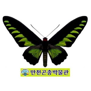 (Togonoptea bookiana) 브루키아나금비단제비나비 곤충표본, 수컷[TO-001], 1개