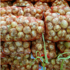 청원농산 햇양파 3kg 5kg 10kg, 햇양파 10kg, 1개