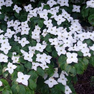 산딸나무 [ 실생 1년 2년 3년(특묘) ] 우림원예가든센터, 1개, 산딸나무 실생 3년(특묘)