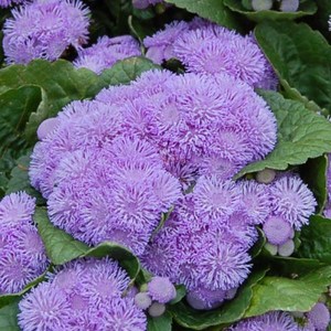 아게라텀 알로하 블루 왜성종 (꽃씨앗/20립) Ageratum Aloha Blue, 1개