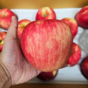 [농협공판장] 새벽 경매 농산물 도매시장 선별된 사과(특대과) 1kg 2kg 5kg 10kg 당도 선별 특상품 가정용 제철 산지 부사 홍옥 홍로 양광 감홍, 1개, 특대과 10kg 이상 (26~32과 내외)